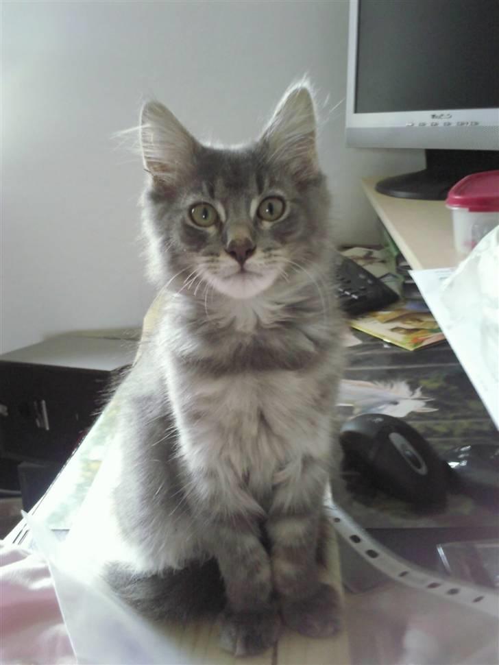 Maine Coon Kodi **Solgt** - Min lille mis Kodi (: billede 1