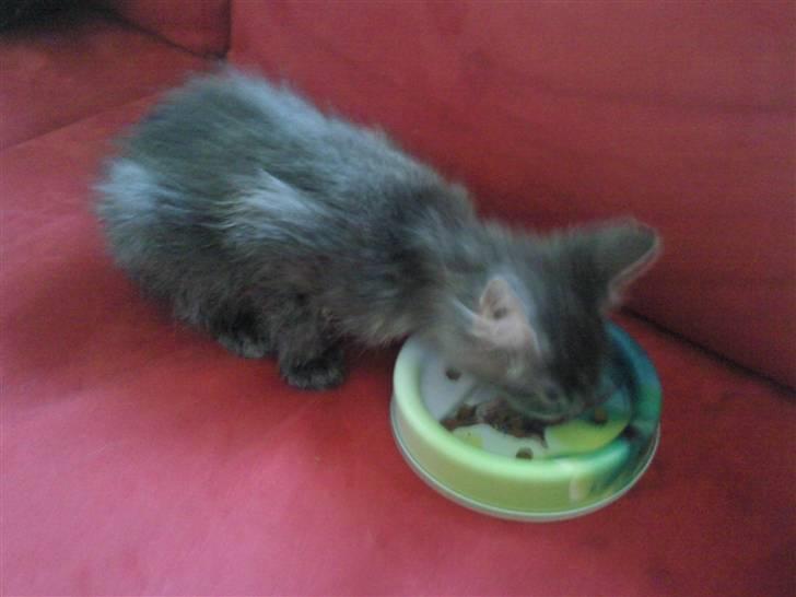 Maine Coon Kodi **Solgt** - mmm godt med lidt mad , efter en tur i bad .. billede 2