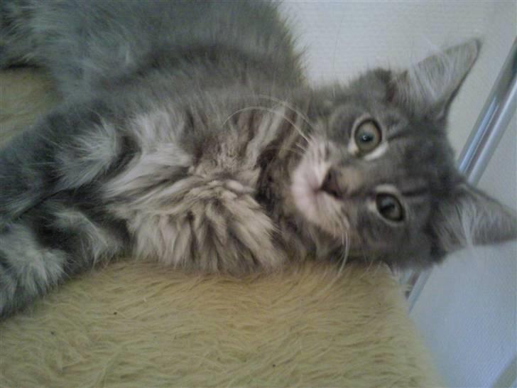 Maine Coon Kodi **Solgt** - Ska du nu tage billed igen Mor ?  billede 3