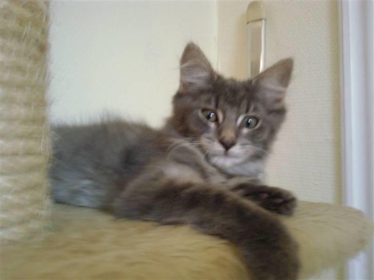 Maine Coon Kodi **Solgt** - Ligger og hygger (: billede 4