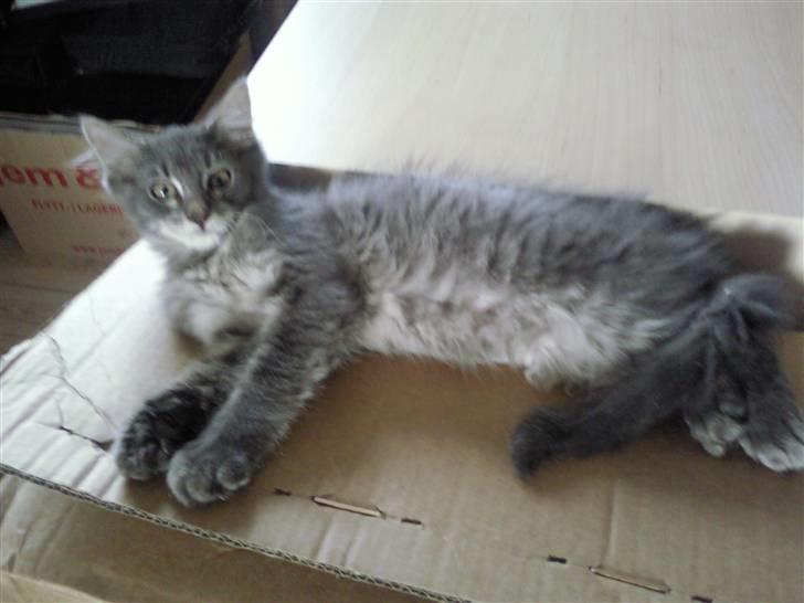 Maine Coon Kodi **Solgt** - For en gangs skyld tager Kodi sig li en slapper (: billede 5