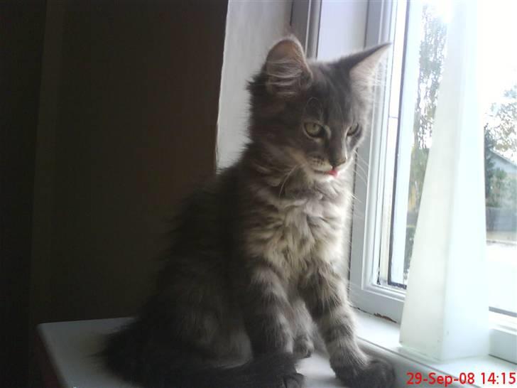 Maine Coon Kodi **Solgt** - Nyder udsigten (: billede 6