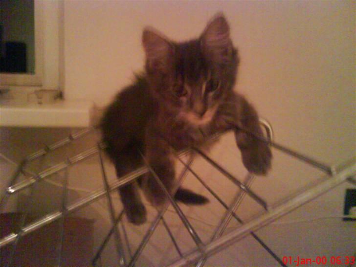 Maine Coon Kodi **Solgt** - Her ligger han så ovenpå  vores tøjstativ(: Inden det blev sat op.. billede 7