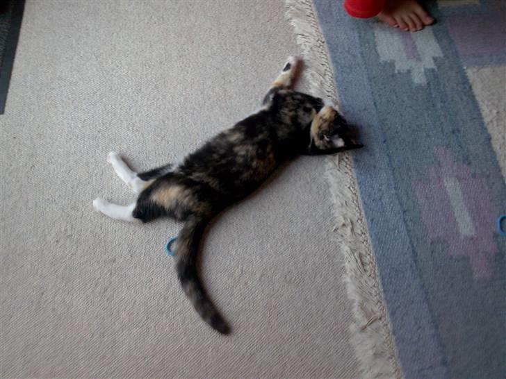 Huskat Tequila Sunrice *Kila* billede 11