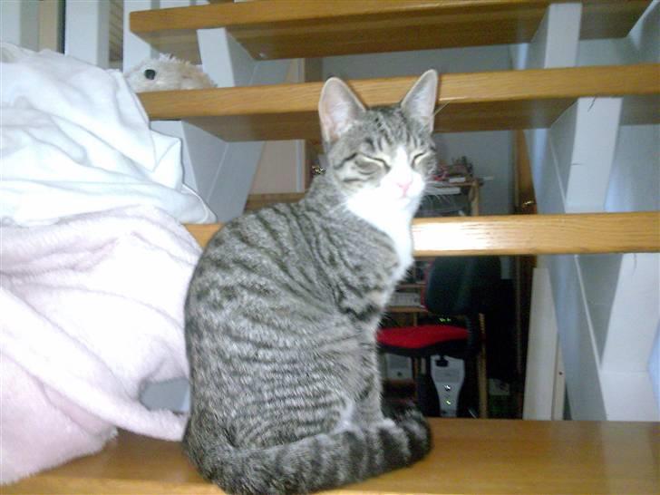 Huskat Bakardi *Carlo* R.I.P. billede 16