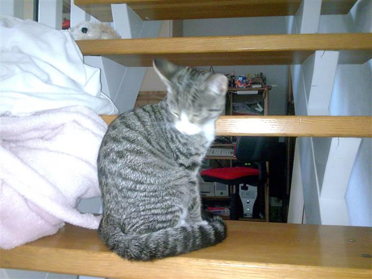 Huskat Bakardi *Carlo* R.I.P. billede 17