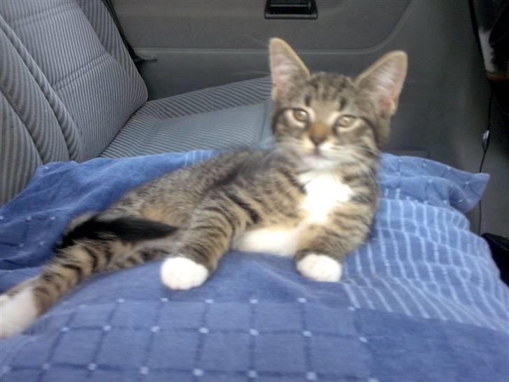 Blanding af racer Tubsi R.I.P. billede 1