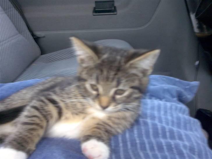 Blanding af racer Tubsi R.I.P. billede 2