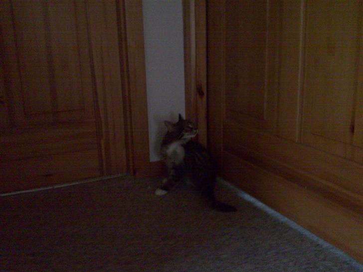 Blanding af racer Tubsi R.I.P. billede 3