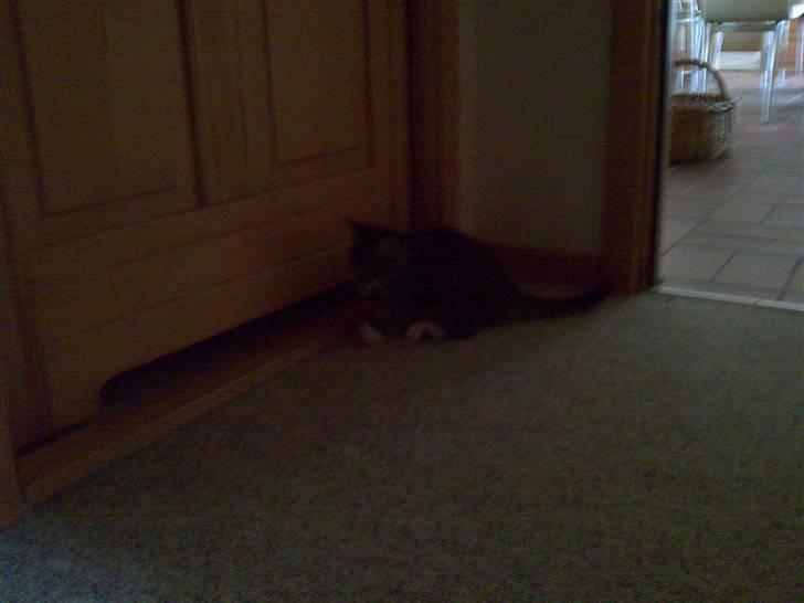 Blanding af racer Tubsi R.I.P. billede 4