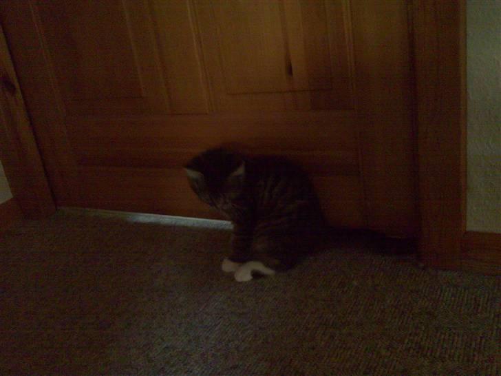 Blanding af racer Tubsi R.I.P. billede 5