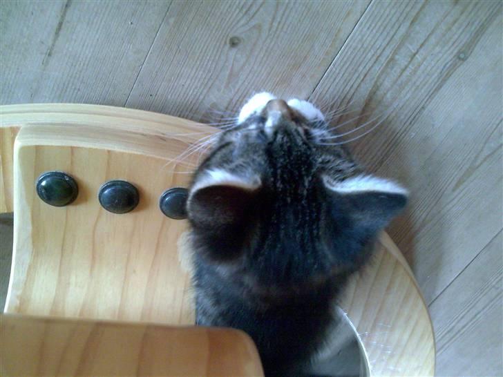 Blanding af racer Tubsi R.I.P. billede 6