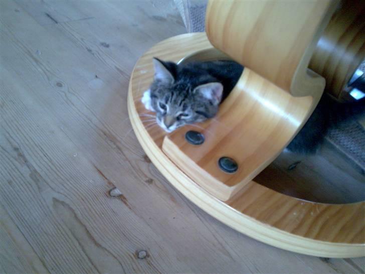 Blanding af racer Tubsi R.I.P. billede 7