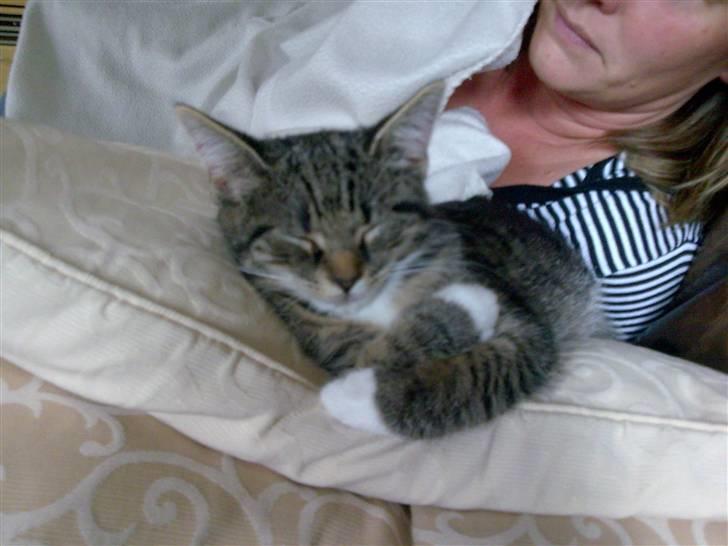 Blanding af racer Tubsi R.I.P. billede 8