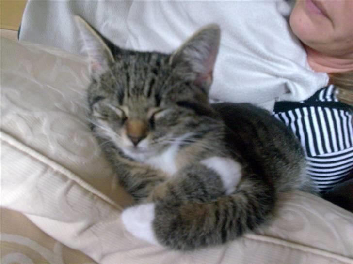 Blanding af racer Tubsi R.I.P. billede 9