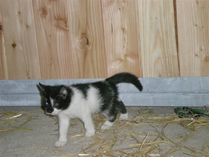 Blanding af racer Floffy billede 9