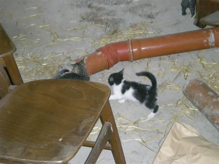 Blanding af racer Floffy billede 10