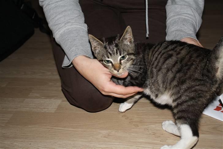 Blanding af racer Samson - Kæles af mor. billede 1