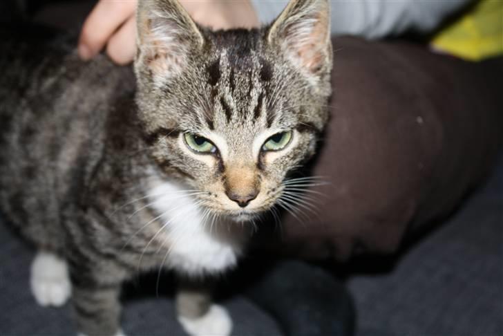 Blanding af racer Samson - Hej. billede 2