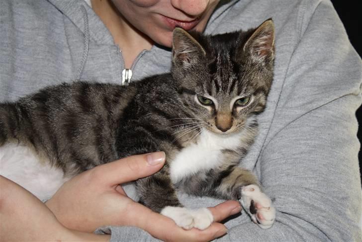 Blanding af racer Samson - Ligger lige og putter. billede 3