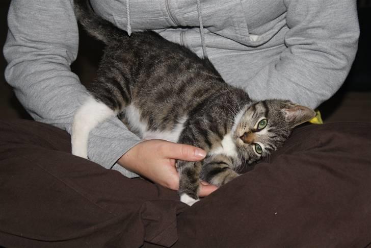 Blanding af racer Samson - Vil kæles nu. billede 4