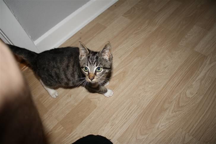 Blanding af racer Samson - Er det mig du tager billeder af?? billede 5