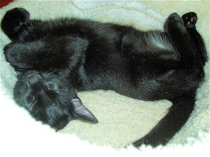 Blanding af racer Flemming solgt - lille flemming når han har det bedst d:  billede 1