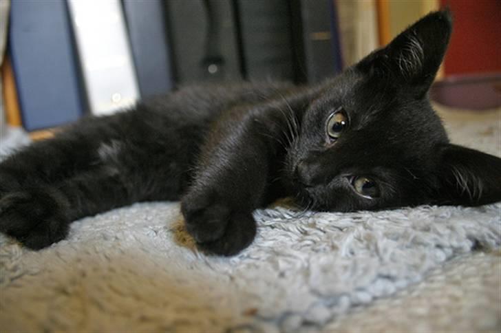 Blanding af racer Flemming solgt billede 2