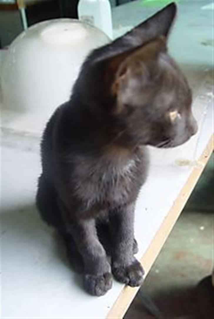 Blanding af racer Flemming solgt billede 3