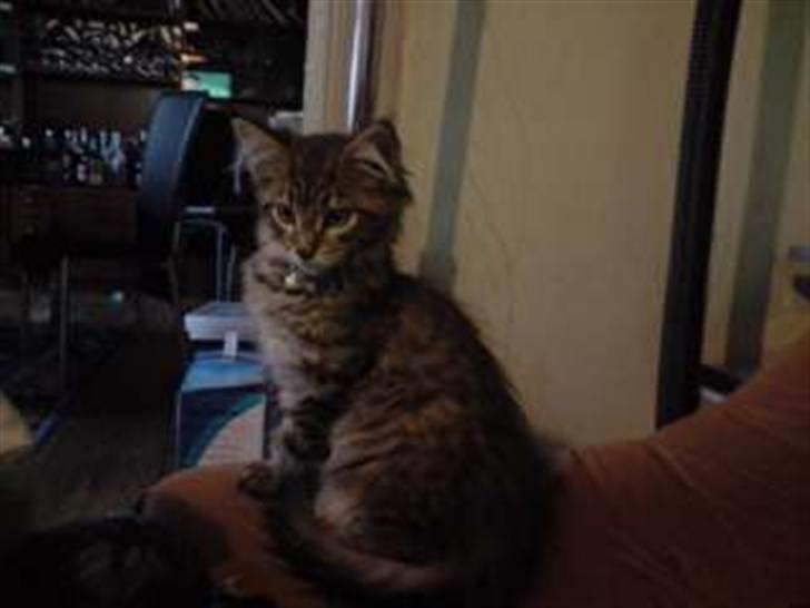 Maine Coon DK Skovlycoon Cassius R.I.P. - Han er bare så smuk...min lille model ;O) billede 1