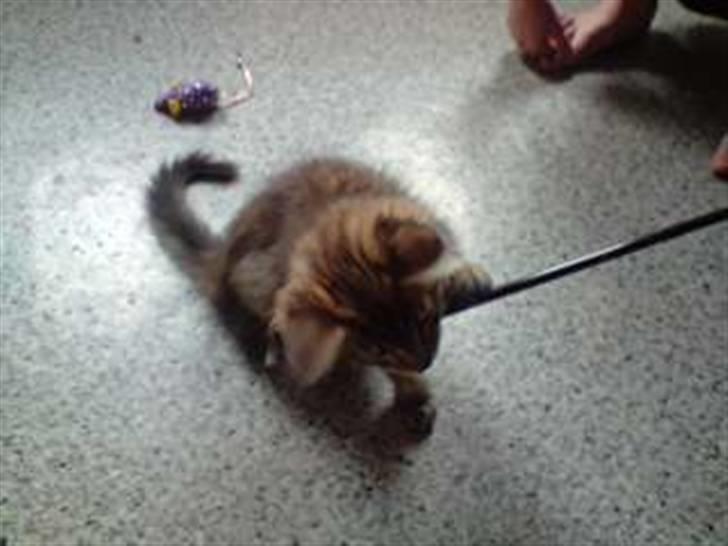 Maine Coon DK Skovlycoon Cassius R.I.P. - Leger i køkkenet  billede 2