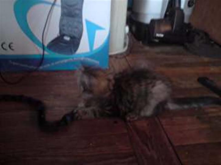 Maine Coon DK Skovlycoon Cassius R.I.P. - leger i stuen billede 3