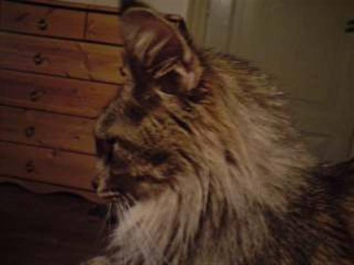 Maine Coon DK Skovlycoon Cassius R.I.P. - profil billede af ham billede 4