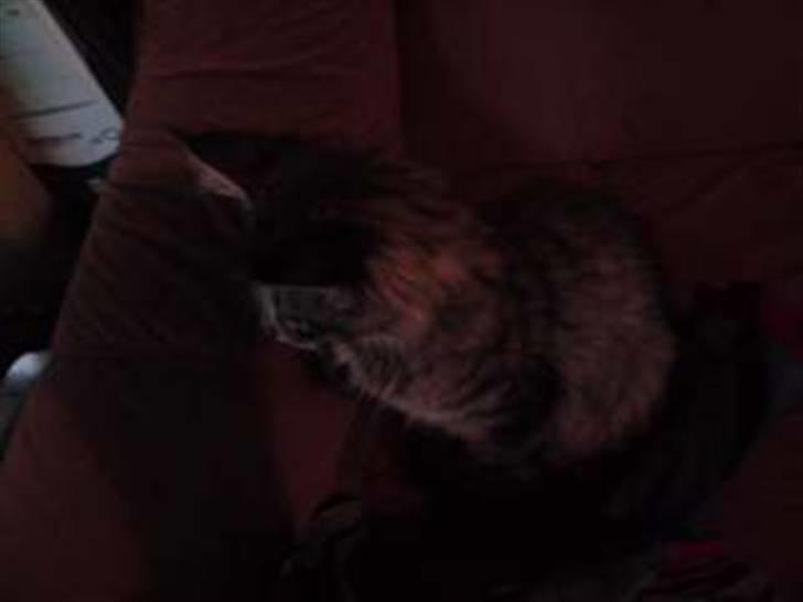 Maine Coon DK Skovlycoon Cassius R.I.P. - Hunden sidder på gulvet...må hellere holde øje med den billede 5