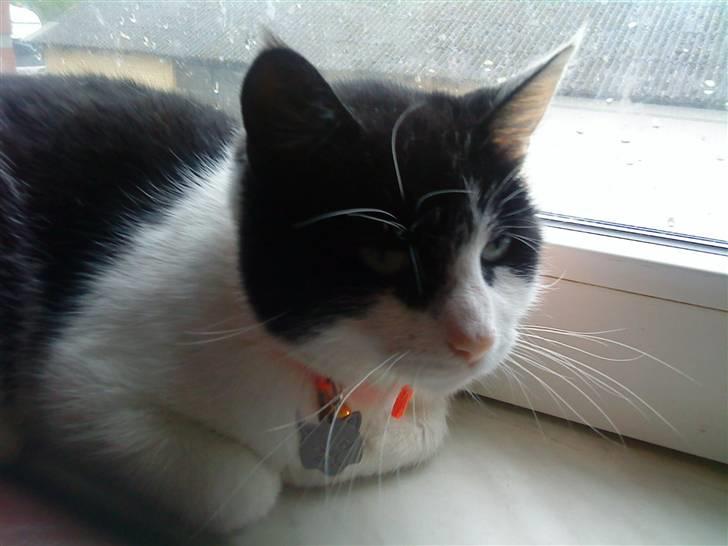 Huskat Stumpfrie billede 1