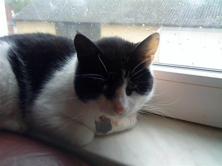 Huskat Stumpfrie billede 2