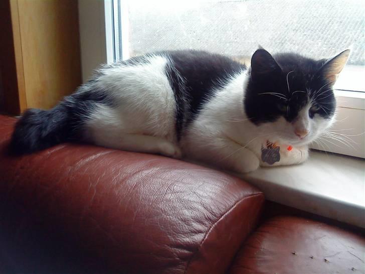 Huskat Stumpfrie billede 3