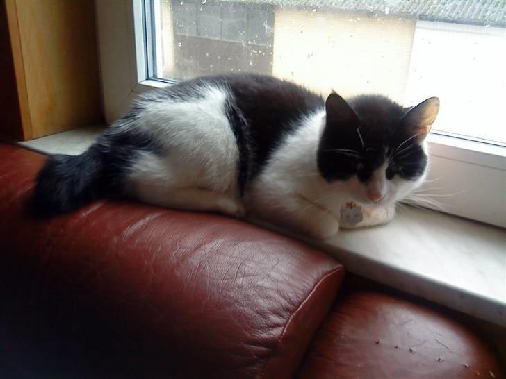 Huskat Stumpfrie billede 4