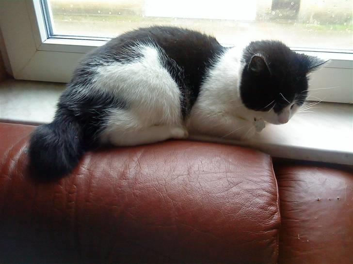 Huskat Stumpfrie billede 5