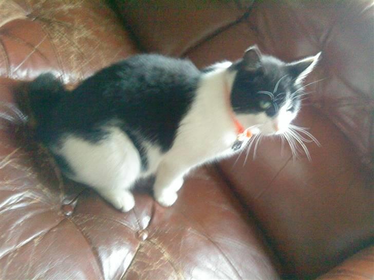 Huskat Stumpfrie billede 6