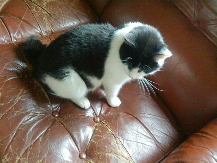 Huskat Stumpfrie billede 7