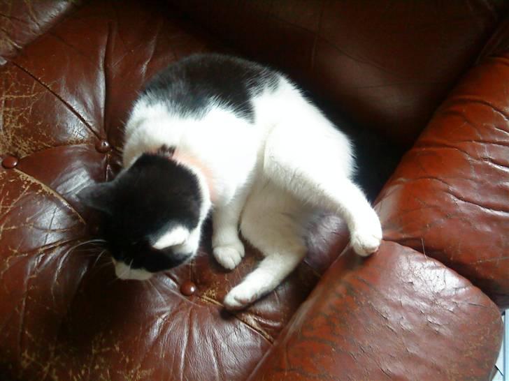 Huskat Stumpfrie billede 8