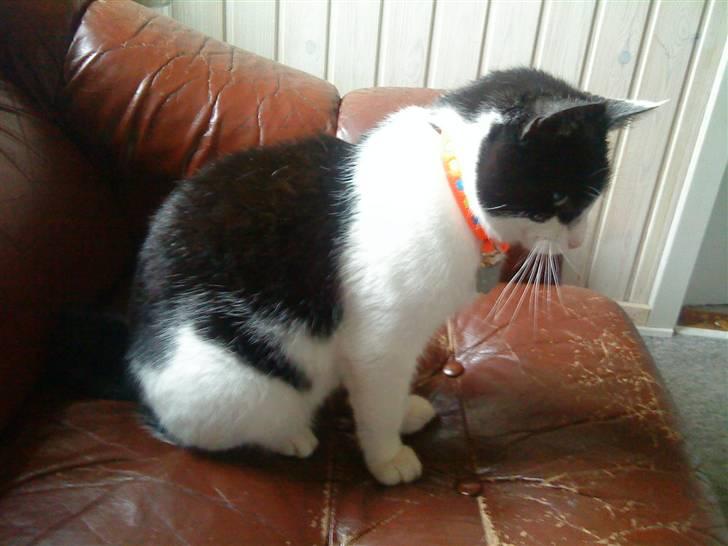 Huskat Stumpfrie billede 9