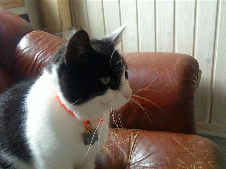 Huskat Stumpfrie billede 10