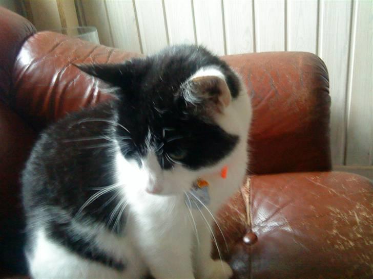 Huskat Stumpfrie billede 11