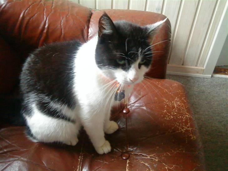 Huskat Stumpfrie billede 12