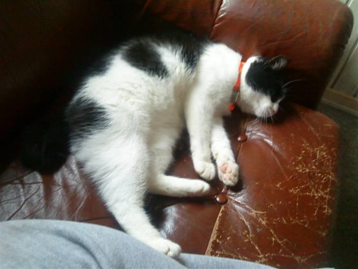 Huskat Stumpfrie billede 13