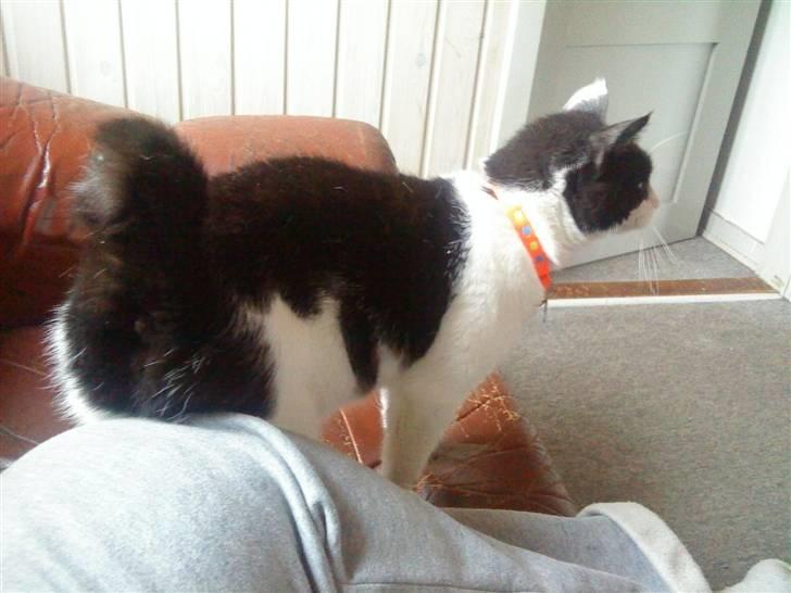 Huskat Stumpfrie billede 14