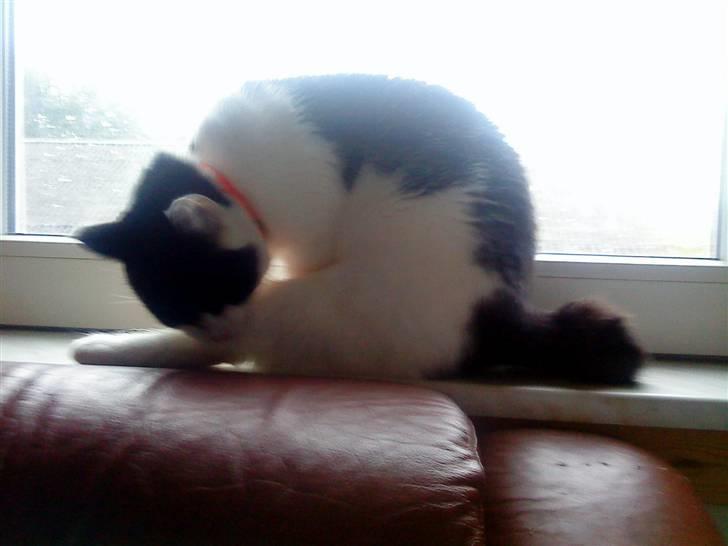 Huskat Stumpfrie billede 15