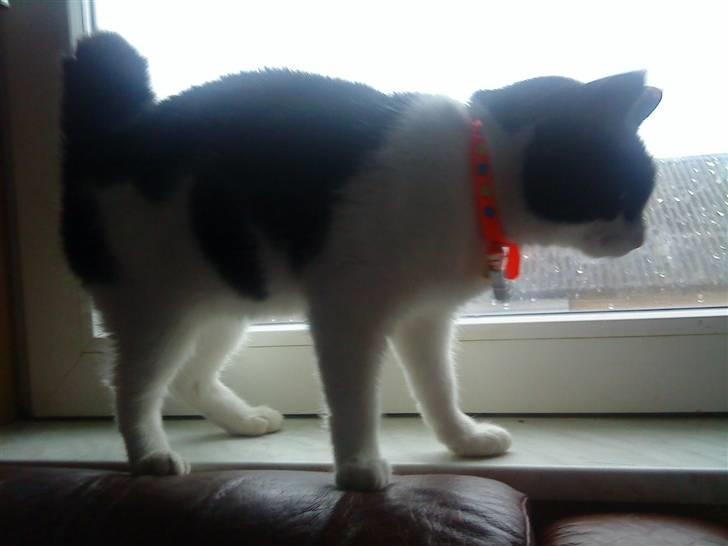 Huskat Stumpfrie billede 16